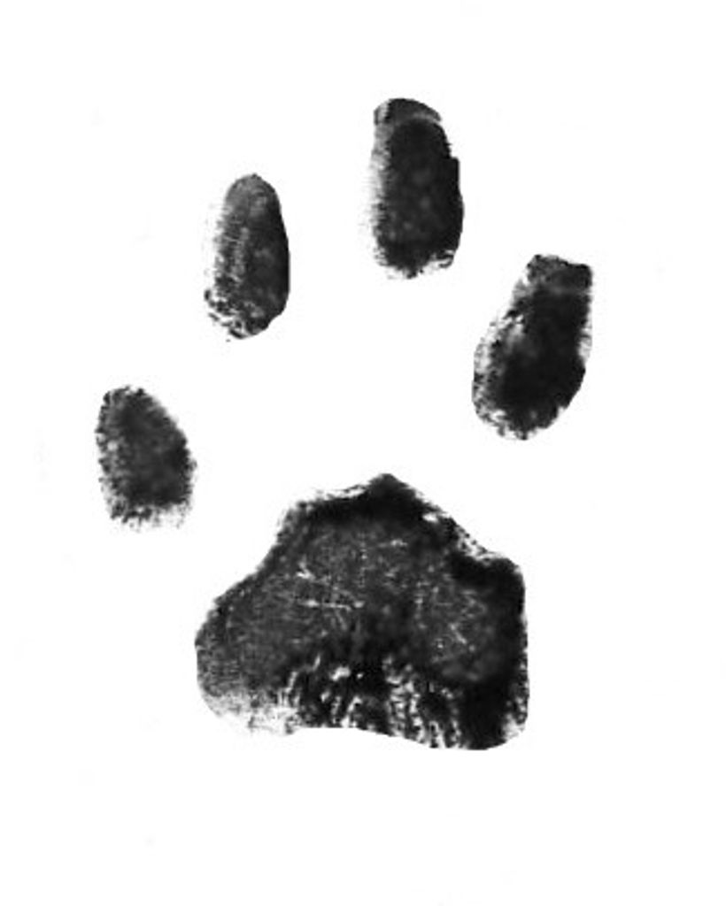 Thomas Powell Profile Photo