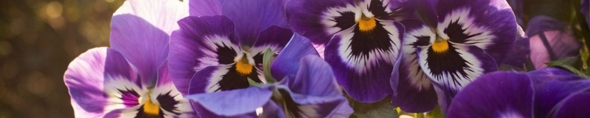 Cover for Ines Chard's Obituary