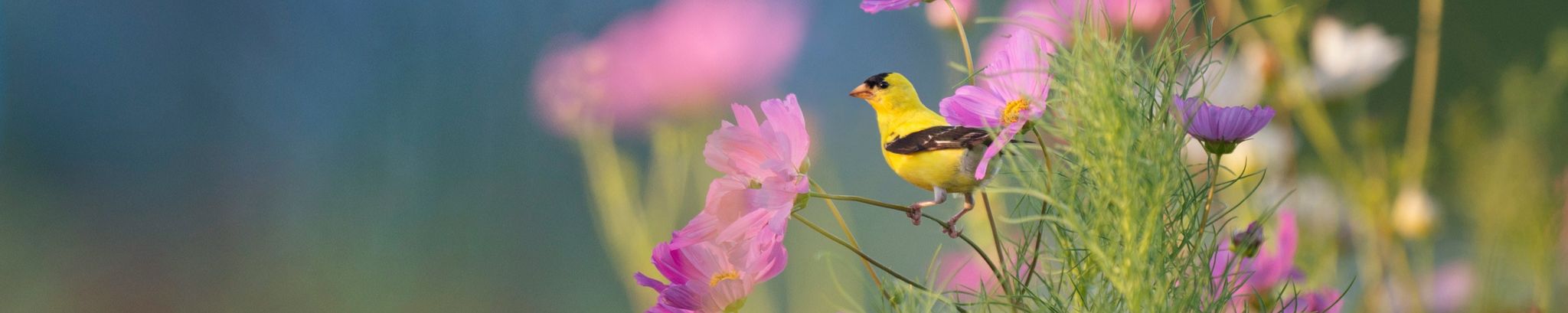 Cover for Carolyn M. Carlino's Obituary