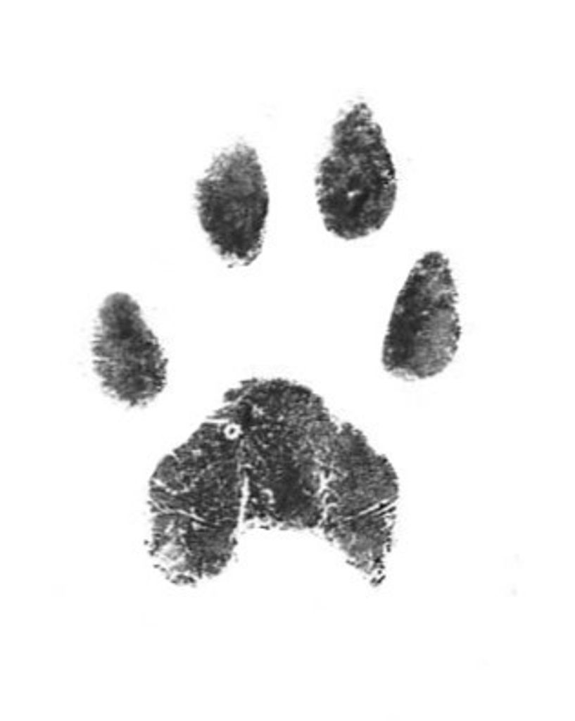 Peanut Brannock Profile Photo