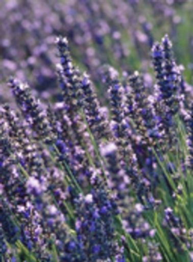 Bobbie Marie Harris Profile Photo