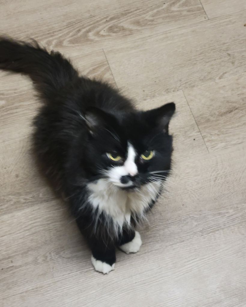 Chirps Profile Photo