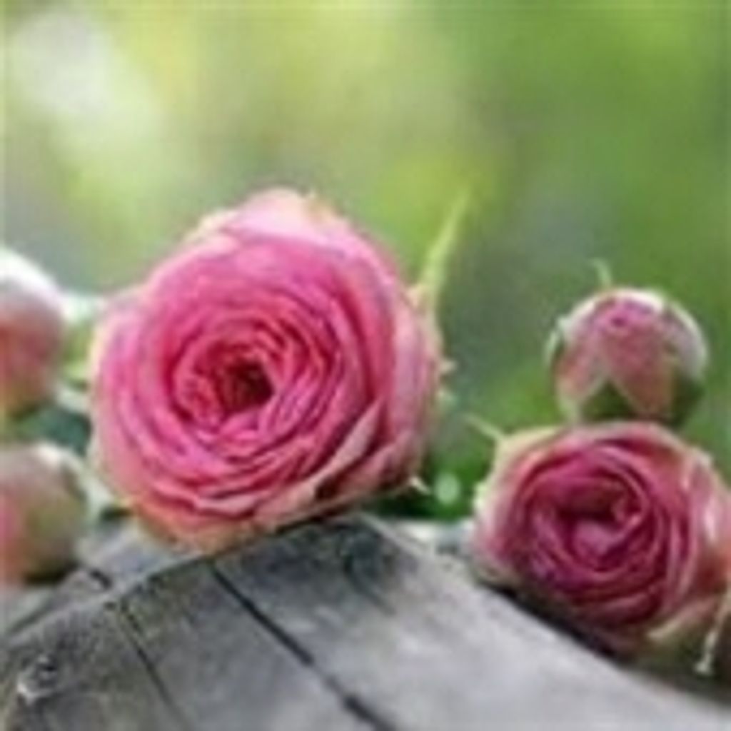 Gloria Moyers Collins