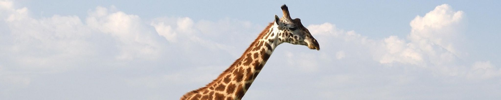 Cover for Jeanine Widseth's Obituary