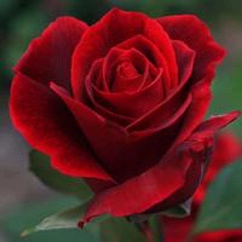 Mary  Vann Thompson Profile Photo