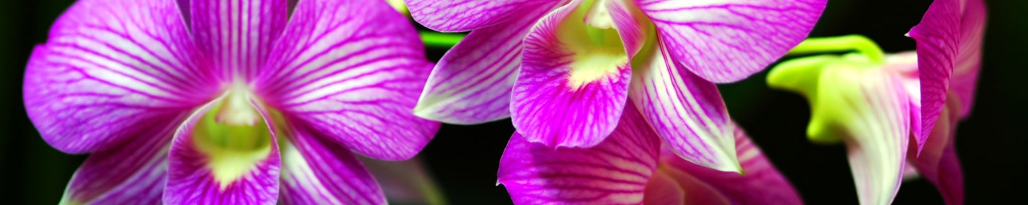 Cover for Elizabeth Esther (Weaver) Beam's Obituary