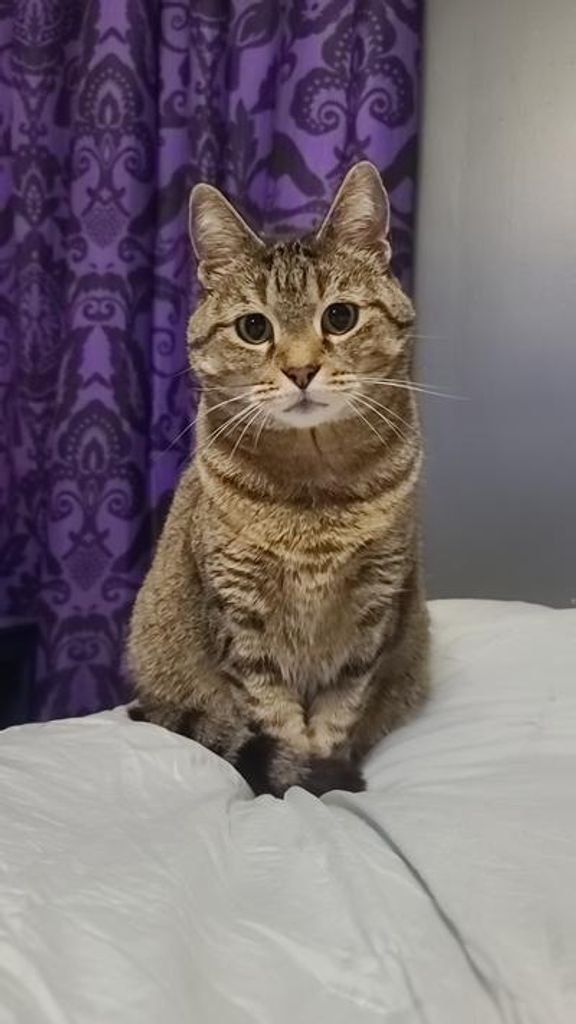 Biscuits Suits Profile Photo
