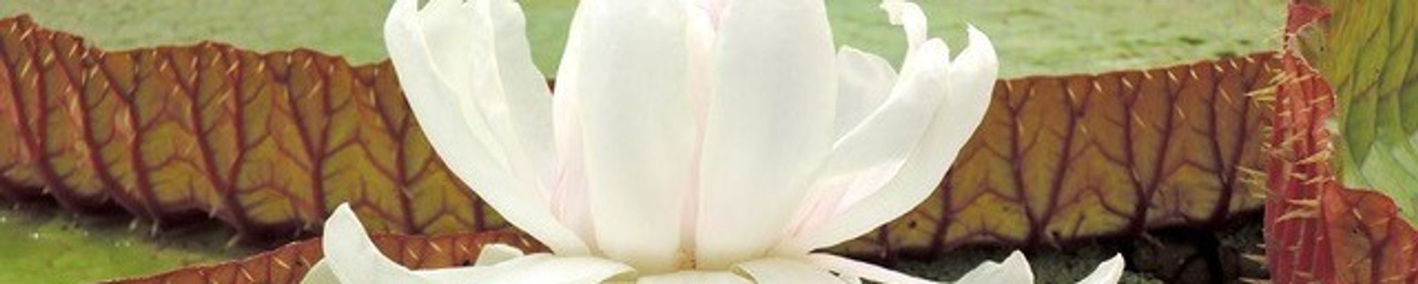 Cover for Eric Mann's Obituary