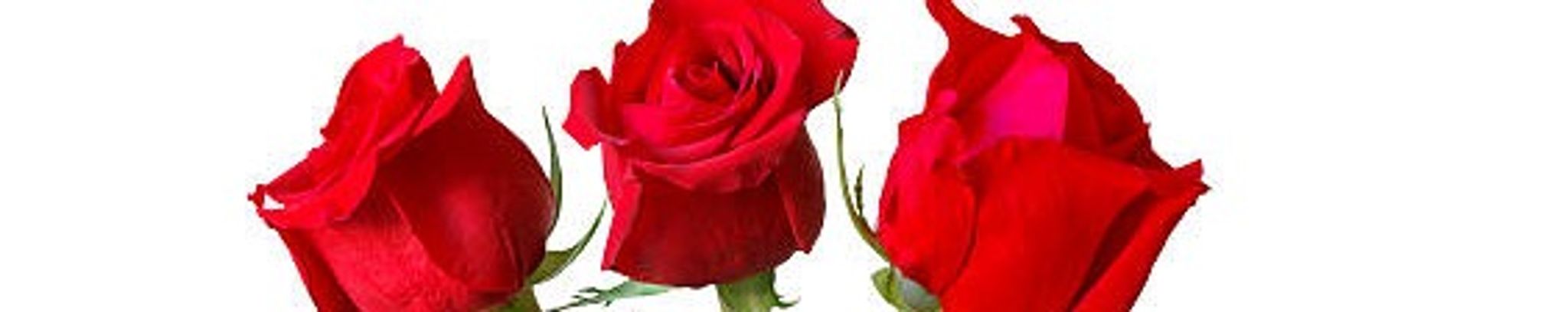 Cover photo for Charlotte "Sandy" Sisney's Obituary