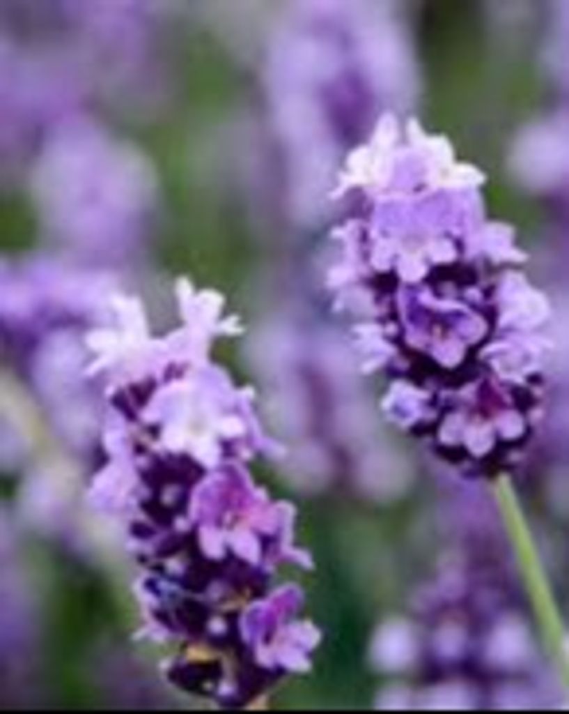 Shirley Sandoval Brocato