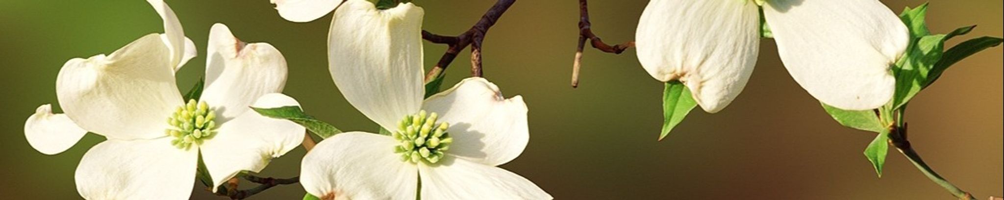 Cover for Audrey Havican Barberet's Obituary