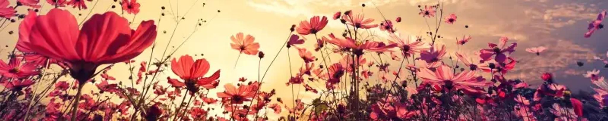 Cover for Sandy Sweeney's Obituary