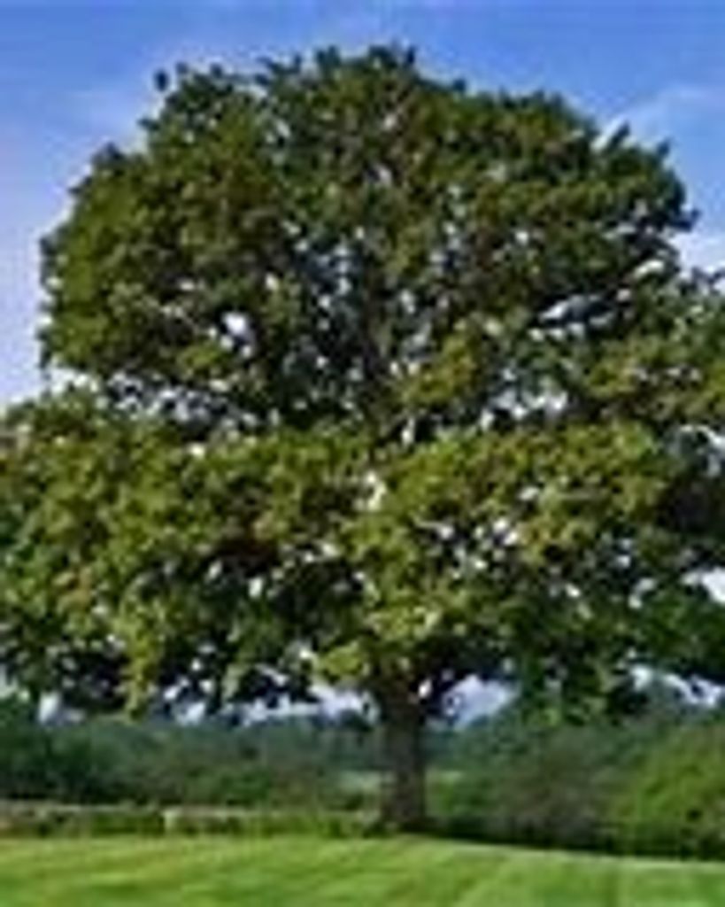 Erik William Peterson