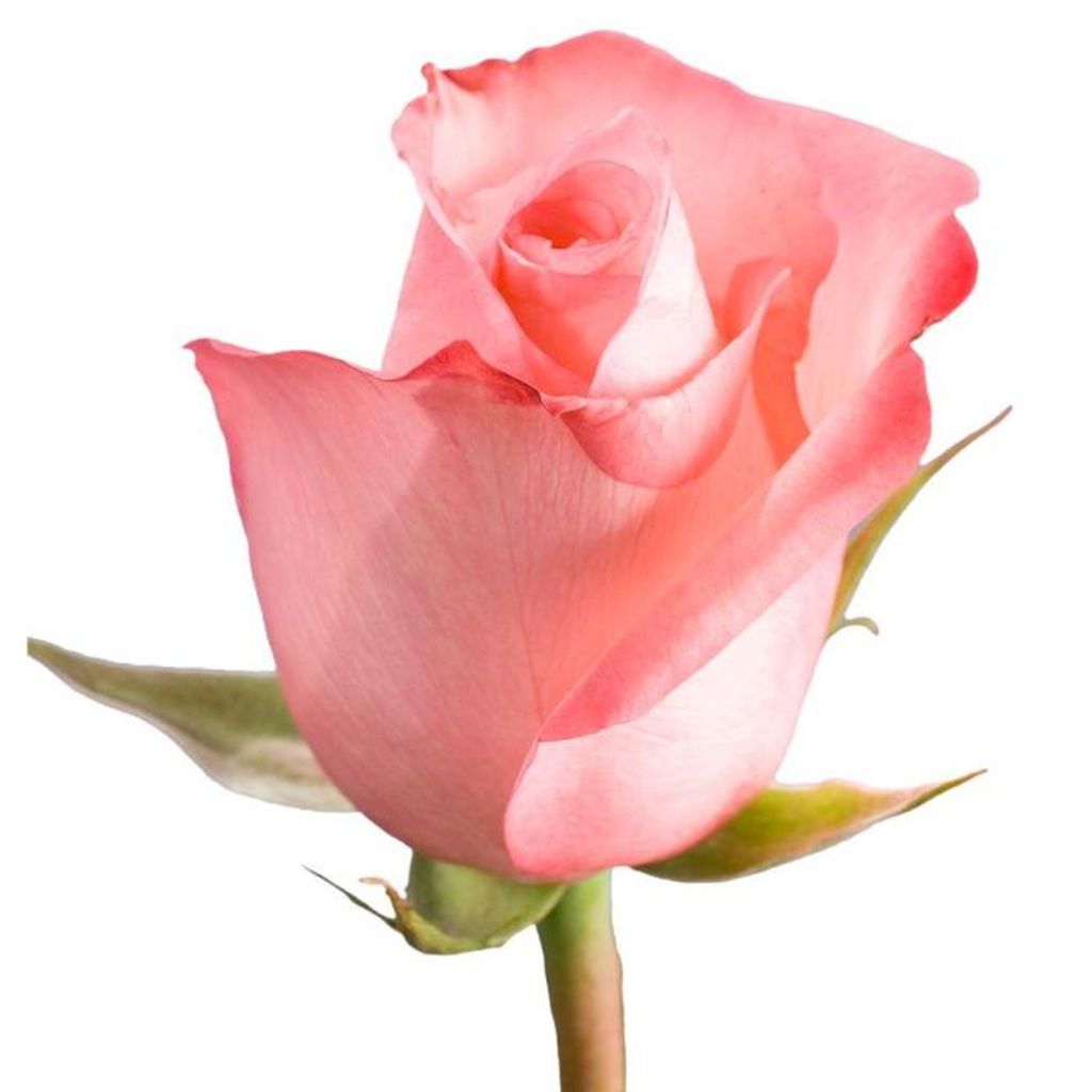 Margie W. (McGee)  Folden