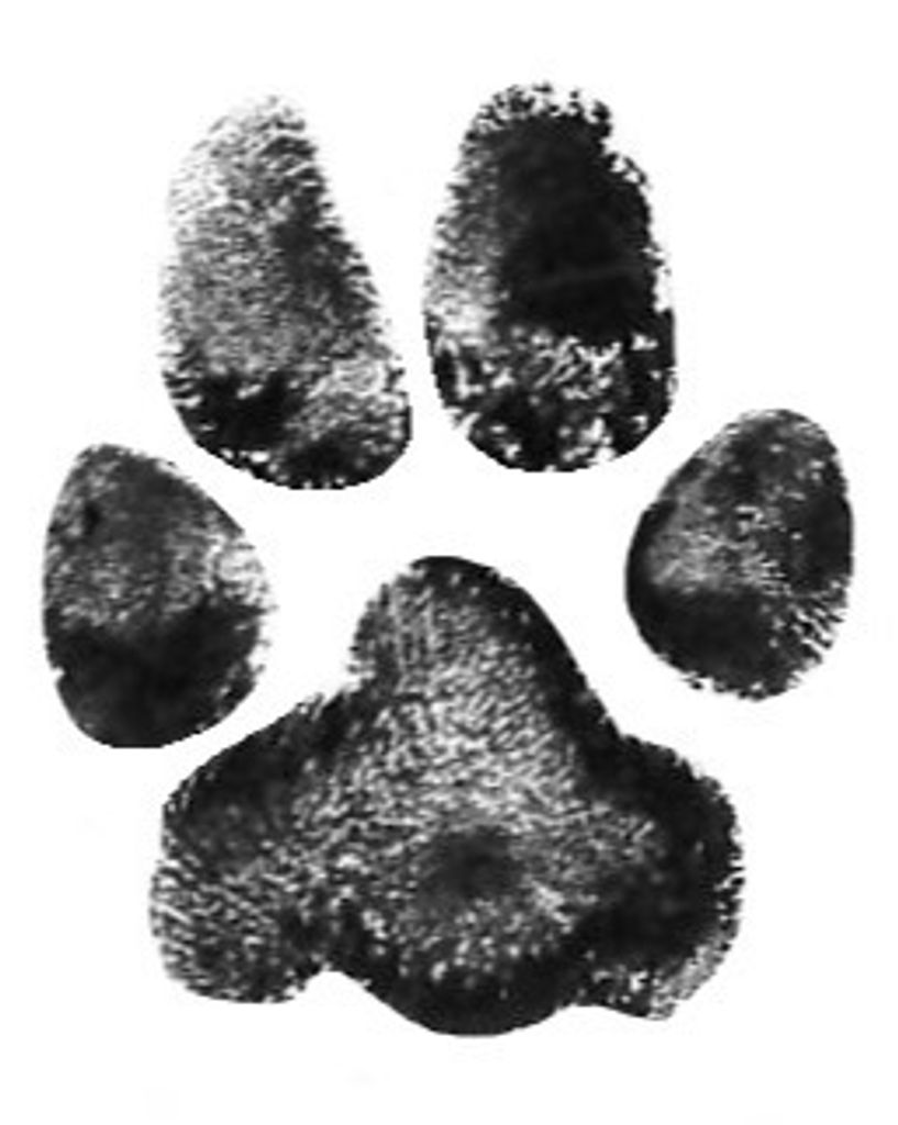 Bear Behling