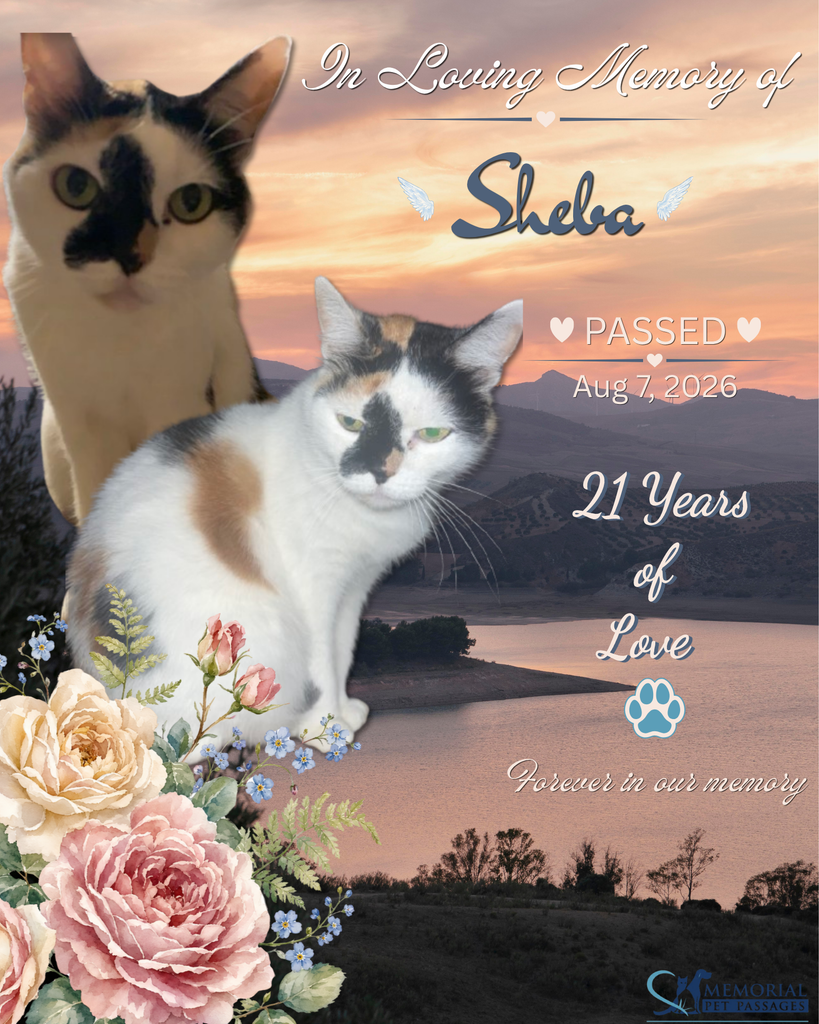 Sheba Profile Photo