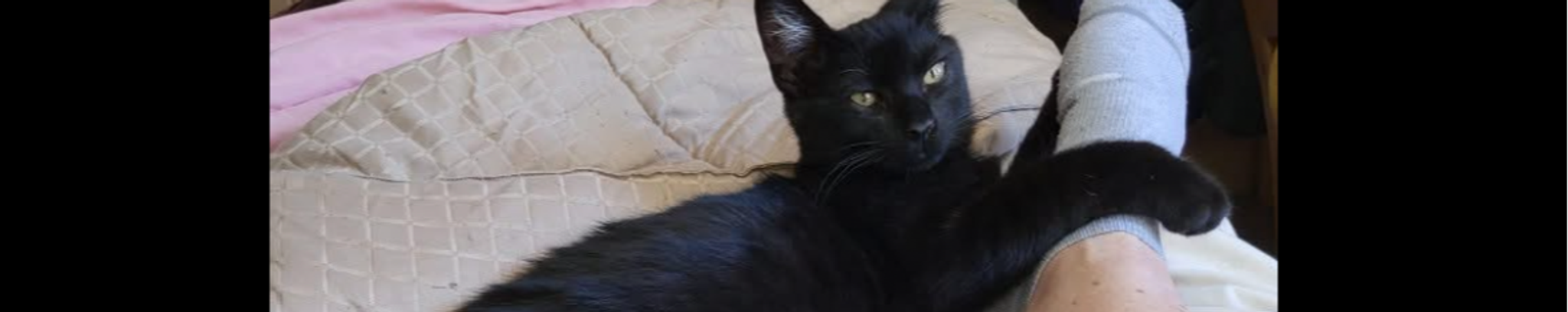 Cover for Coral Amber Nabb's Obituary