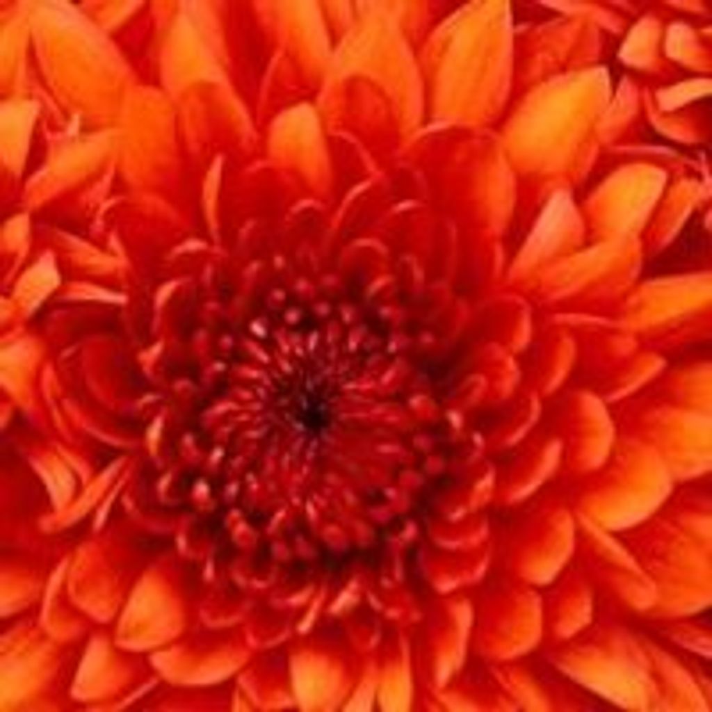 Darlene F. Brandt Profile Photo