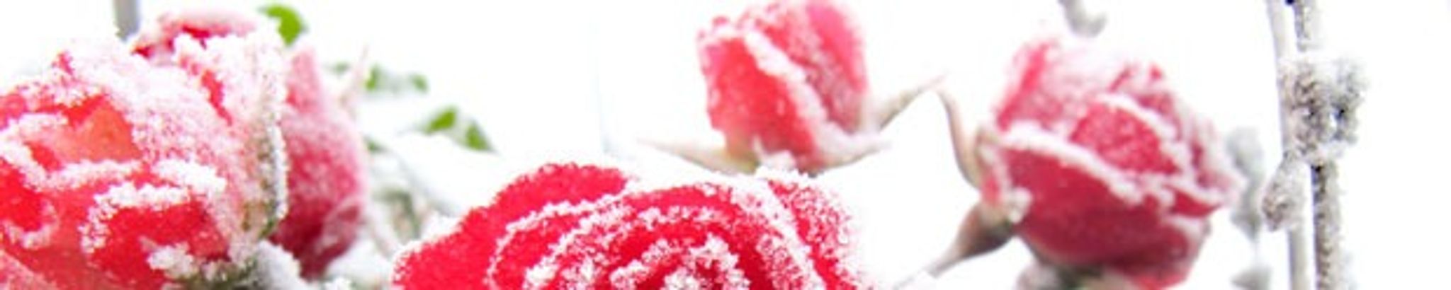 Cover for Sheree Welch's Obituary