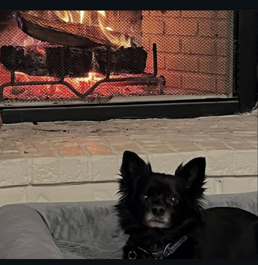 Gizmo Profile Photo