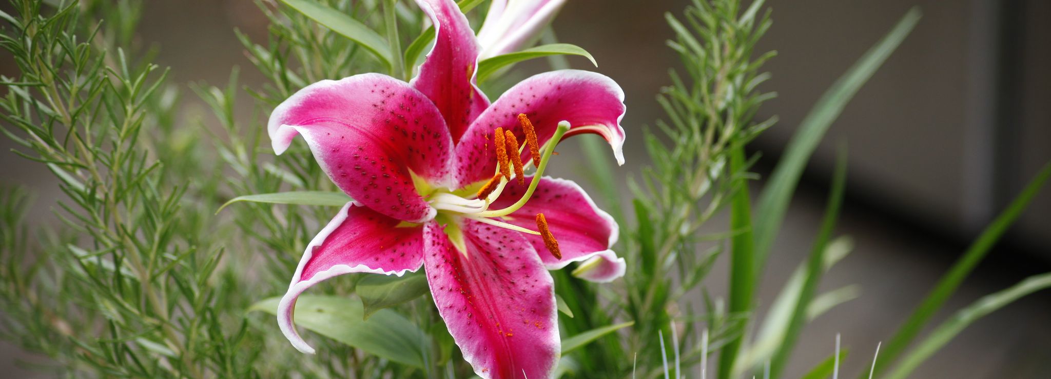 Cover photo for Kristine Kay Scott's Obituary