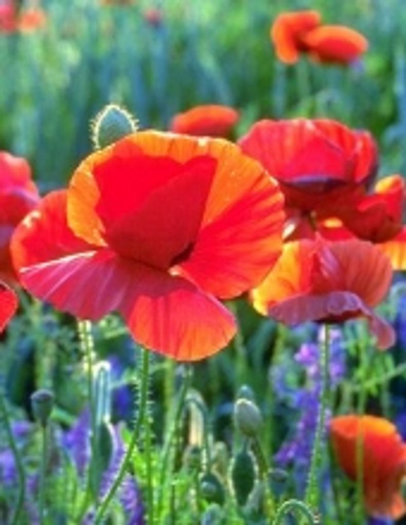 Vickie Lynn Brookhart