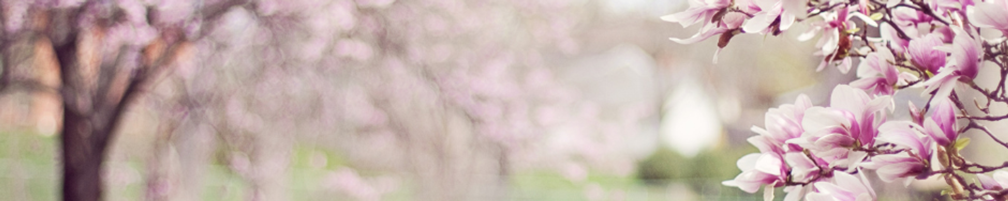 Cover for Laura F Brown's Obituary