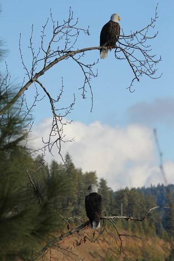 Stephen Glent Petersen photo gallery thumbnail 8 of 39
