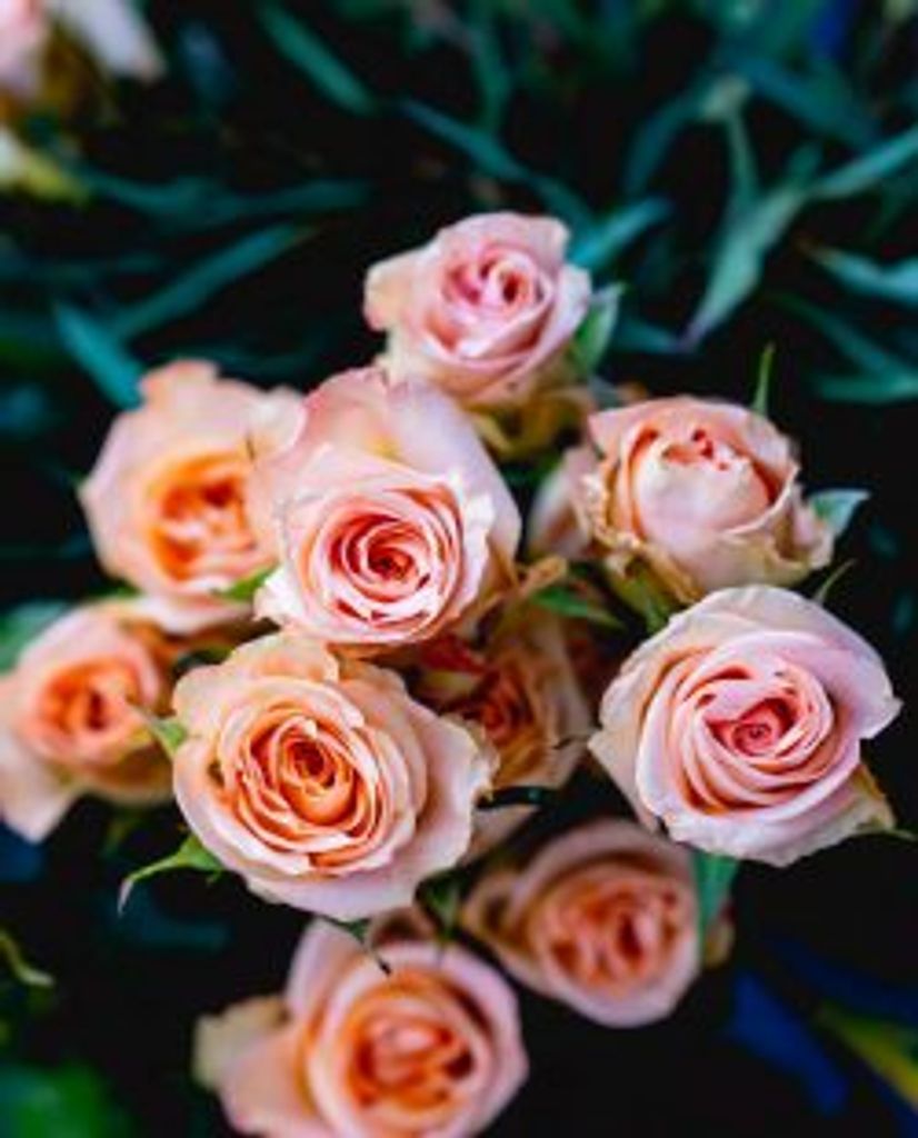 Rose (Falzone)  Racana