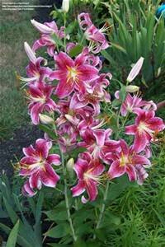 Betty Jane Cato