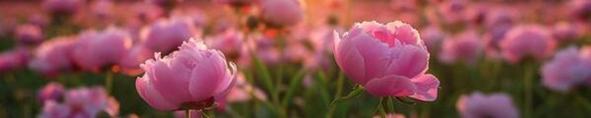 Cover photo for Adele Marie Rossal (Julé)'s Obituary