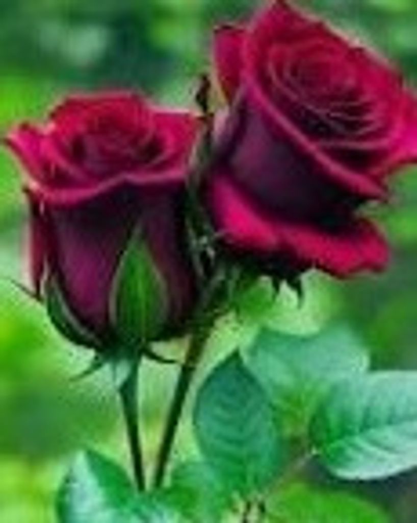 Abigail Martinez Profile Photo