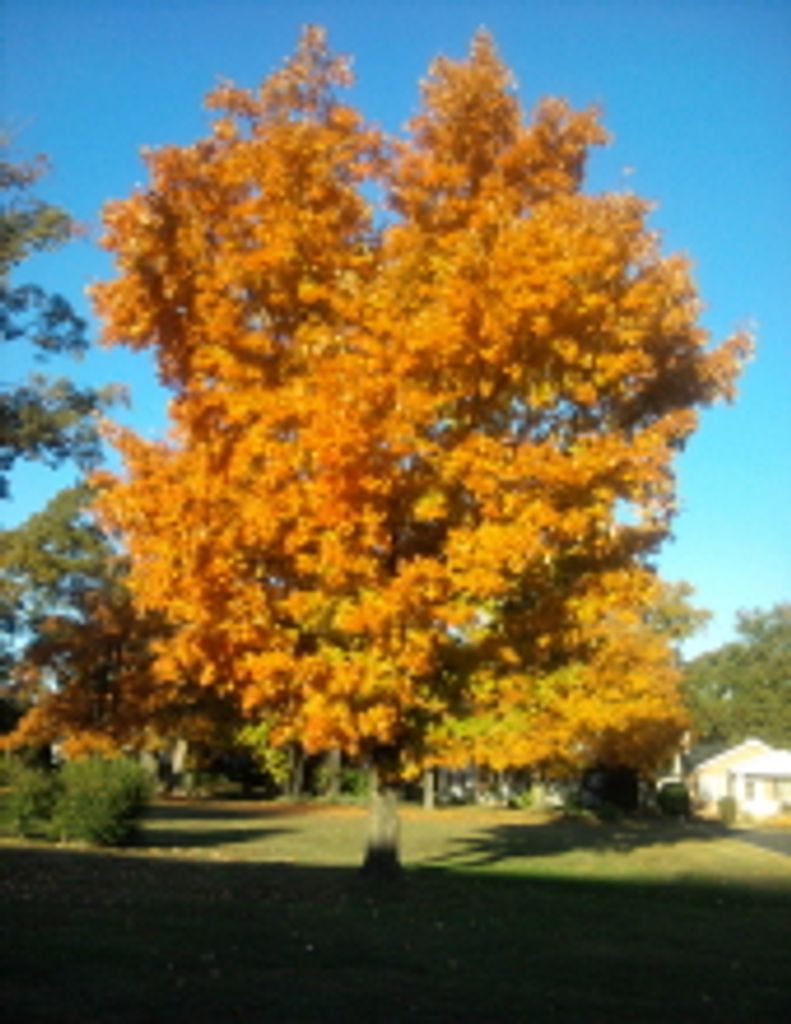 Bernard Berkley Thompson