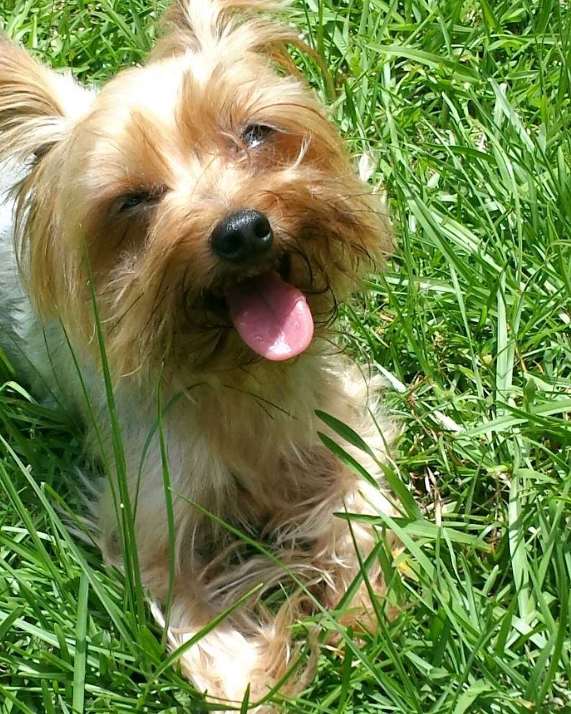 Mollie
