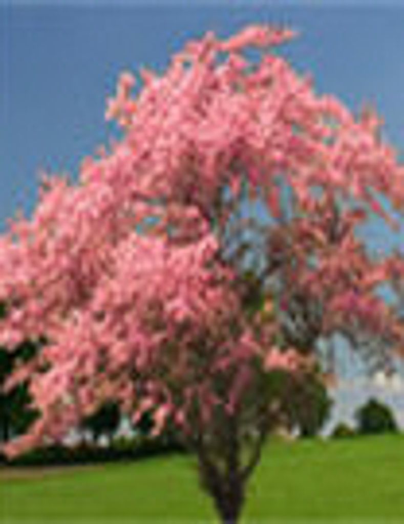 Marillyn Fairhurst De Mott