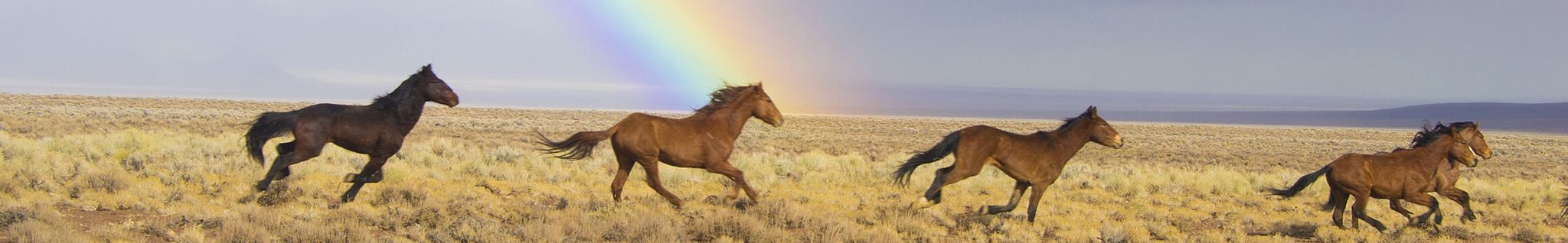 Cover photo for Lyndall Schwartz's Obituary