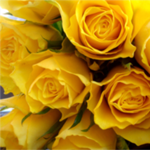 Sharon Lynn Wade Adams Profile Photo