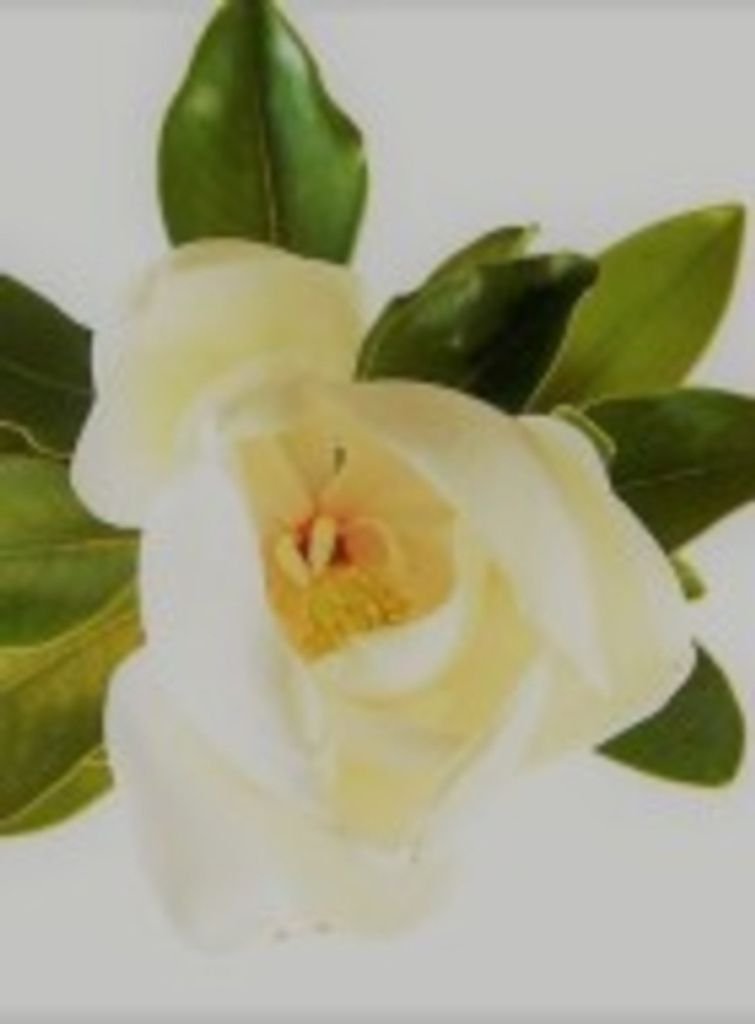 William Harveycutter Robertson