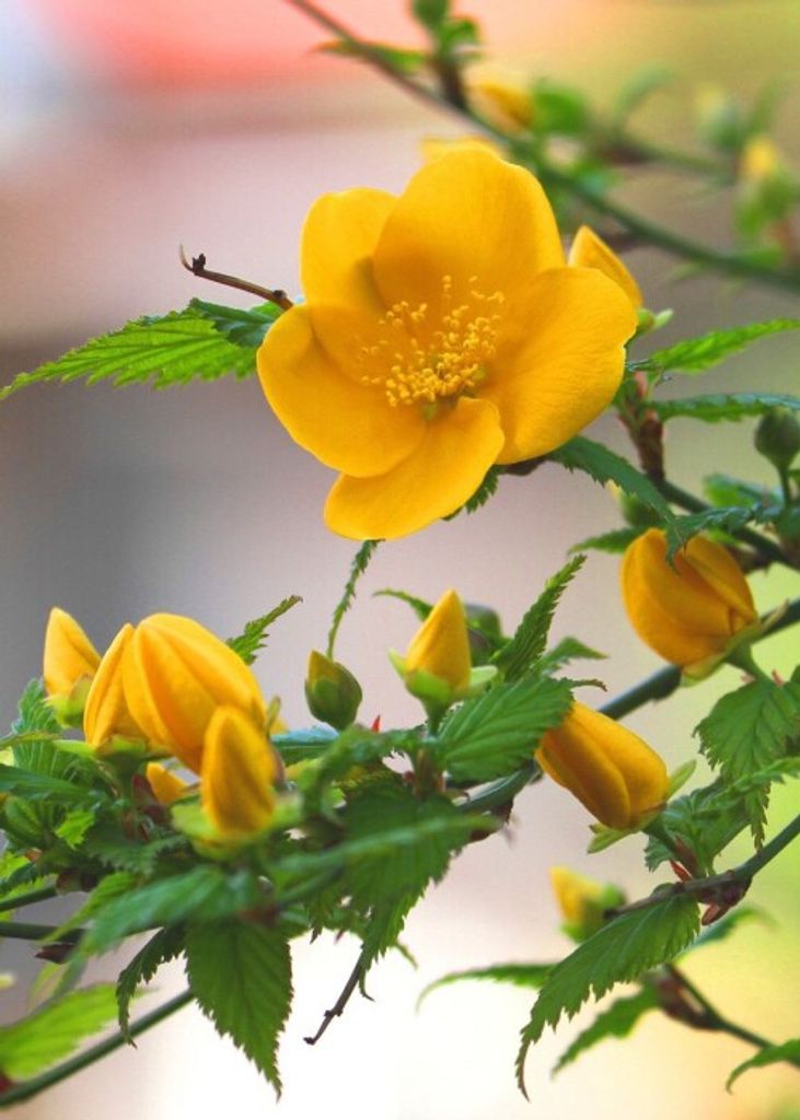 Virginia Faye Boley Profile Photo