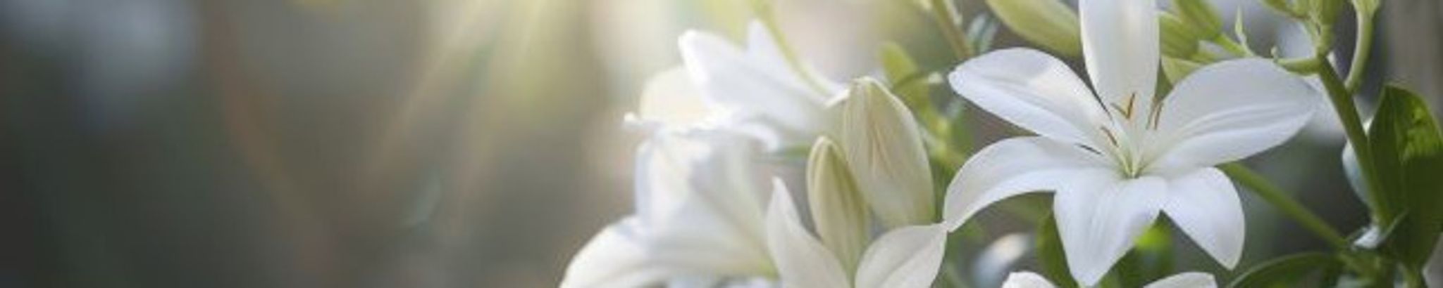 Cover for Kristine "Kris" Lynn Bronner's Obituary