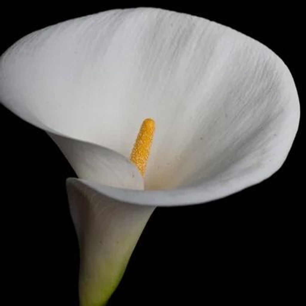 Judi J Swift Profile Photo