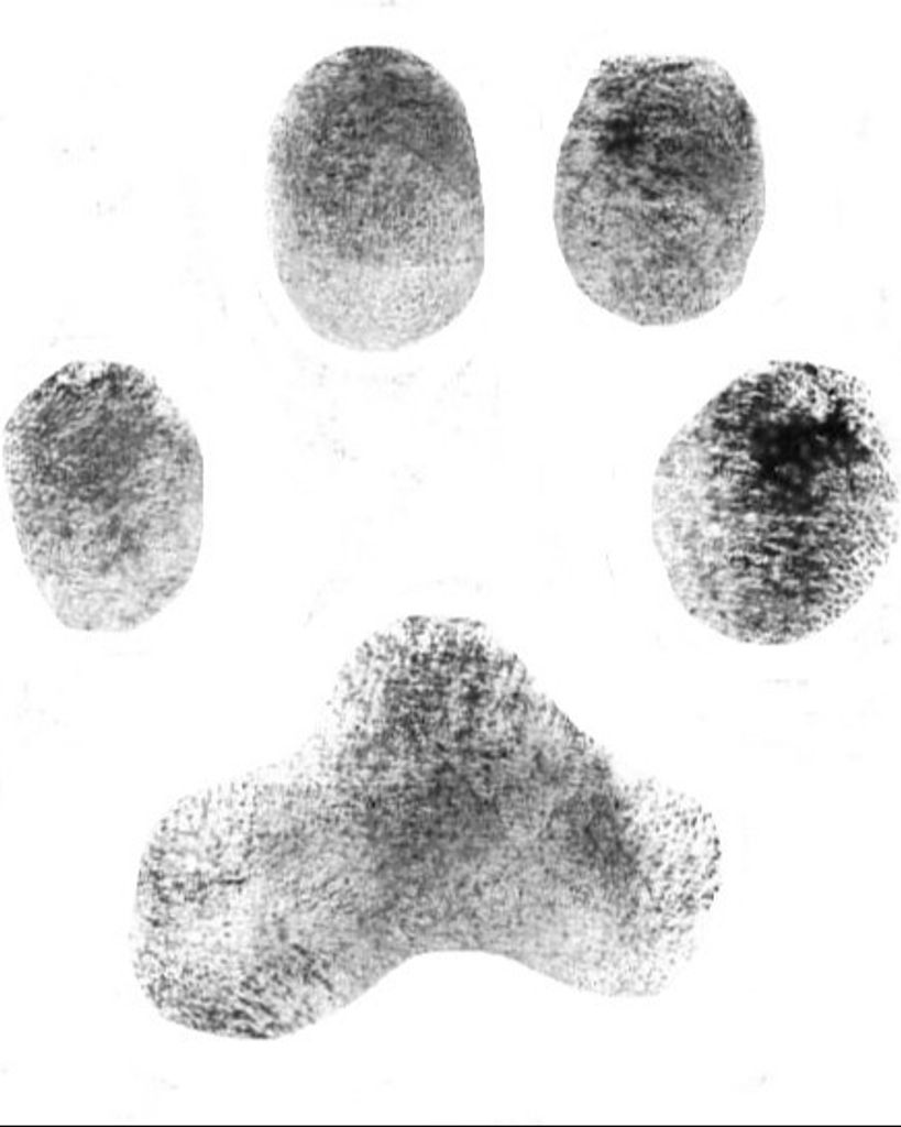 Biscuit Michel Profile Photo