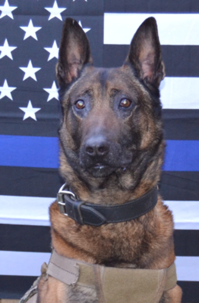K-9 Bono Profile Photo