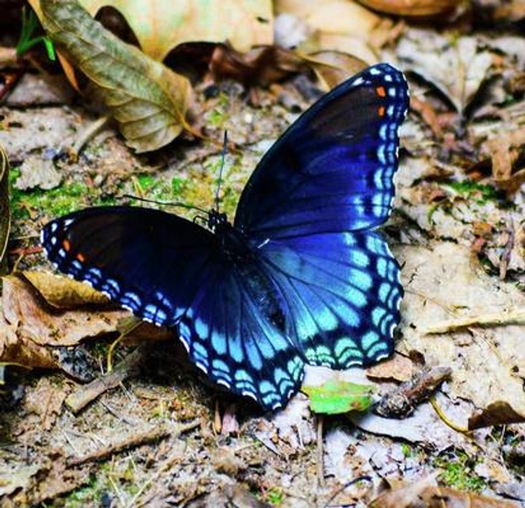 Willadean Virginia Jennings Profile Photo