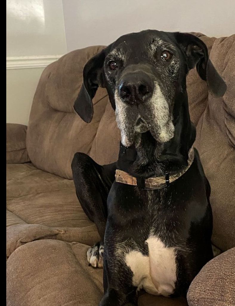 Brutus Mcvicker Profile Photo