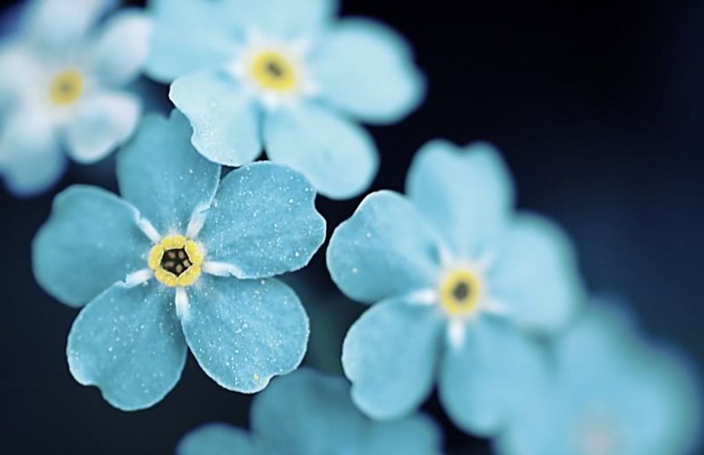 Mark Evan Teitelbaum