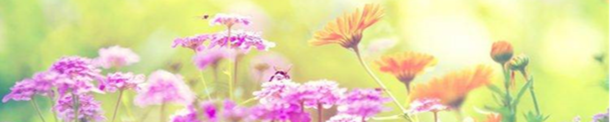 Cover photo for Kay Ezzelle's Obituary
