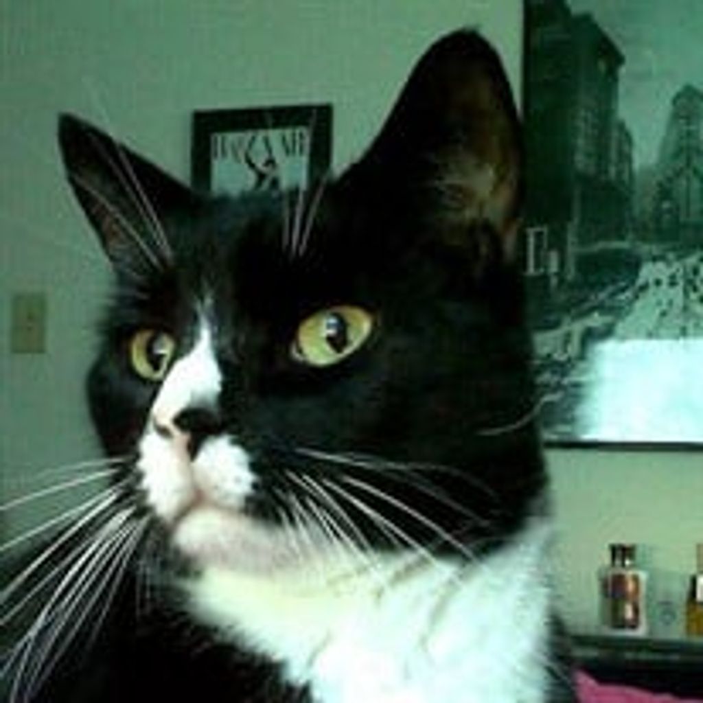 Tink Lonetti Profile Photo