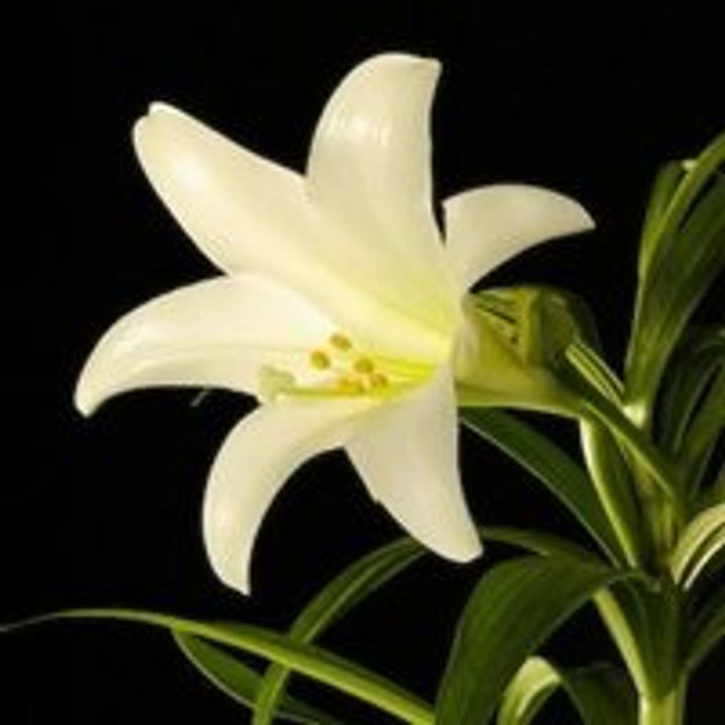 Lorraine  Margaret Elliott