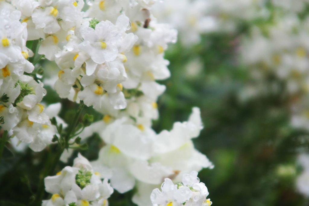 Debra Sue Harvey Profile Photo